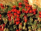  Sturt Desert Pea [Clianthus formosus] (Alice Springs, Australia)