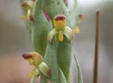 South African Orchid, Disa bracteata (Holland Track, Australia)
