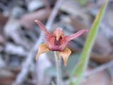 Spider Orchid (Holland Track, Australia)