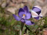 Sun Orchid (Holland Track, Australia)