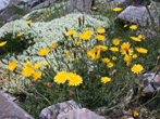 Cushionflowers on Mt. Ossa (Greece)