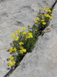Cushionflowers near Ambelia (Greece)