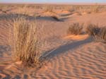 Sand dunes near Ksar Ghilane, Tunisia