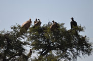 White-backed Vulture (Gyps africanus) and a Lapped-faced Vulture (Aegypius tracheliotos)