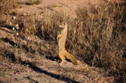 Yellow Mongoose (Cynictis penicillatta)