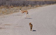 Springbok (Antidorcas marsupialis), Black-backed Jackal (canis mesomelas)