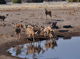 Greater Kudu (Tragelaphus strepsicerus), Oryx / Gemsbok (Oryx gazella)