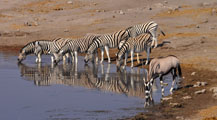 Plains Zebra (Equus quagga), Etosha; Oryx / Gemsbok (Oryx gazella)