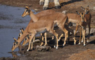 Impala (Aepycerus melampus)