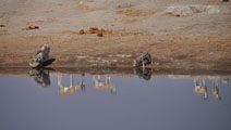 Black-backed Jackal (canis mesomelas), Springbok (Antidorcas marsupialis); Common Warthog (Phacochoerus africanus)