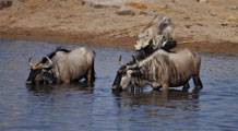 Gnu / Blue Wildebeest (Connochaetes taurinus), Common Warthog (Phacochoerus africanus)