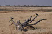 Pied Crow (Corvus capensis)