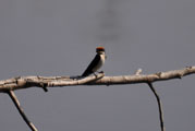 Wire-tailed Swallow (Hirundu albigularis)