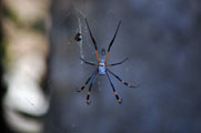 Red-Legged Golden Orb-Web Spider (Nephila inaurata)