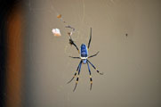 Banded-Legged Golden Orb-Web Spider (Nephila senegalensis)