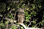 Spottet Eagle-Owl (Bubo africanus)