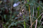 Banded Garden Spider (Araneidae Argiope)