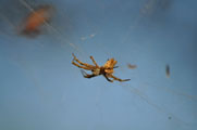Tropical Tent-web Spider (Cyrtophora citricola)