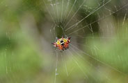 Yellow-and-black Kite Spider (Gasteracantha versicolor)