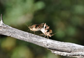 Broad-headed bug (Pephricus)