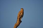 Brown Snake-Eagle (Circaetus cinereus)
