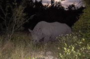 White Rhinoceros / Square-lipped Rhinoceros (Cerathotherium simum)