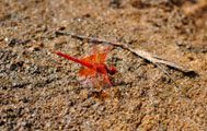 Red Basker (Urothemis assignata)
