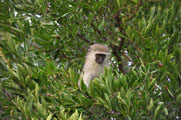 Vervet Monkeys (Cercophitecus pygerythrus)