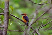 African Pygmy-Kingfisher (Ispidina picta)