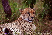 Cheetah (Acionyx jubatus)