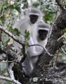 Vervet Monkeys (Cercophitecus pygerythrus)