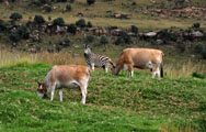 Plains Zebra (Equus quagga) / Burchell's Zebra (Equus burchellii)