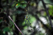 Black-Legged Golden Orb-Web Spider (Nephila pilipes)