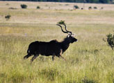 Greater Kudu (Tragelaphus strepsiceros) male
