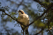 White-browed Sparrow-Weaver (Plocepasser mahali)