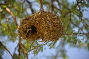 White-browed Sparrow-Weaver (Plocepasser mahali) nest