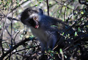 Vervet Monkey (Cercopithecus pygerythrus)