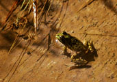 unknwon frog
