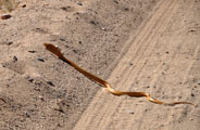 Cape Cobra (Naja nivea) also known as the geelslang (yellow snake