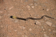 Rinkhals (Hemachatus haemachatus) or Zebra Spitting Cobra (Naja nigricollis nigricinta)