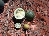Paddy Melon (Cucumis myriocarpus) and
                    Camel- oder Bitter-Melon (Citrullus lanatus)