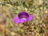 Will's desert fuchsia or Sandhill native fuchsia (Eremophila willsii)