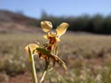 Rosy-cheeked Donkey
                    Orchid (Diuris affin. corymbosa)