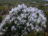 Common Smokebush (Conospermum stoechadis)