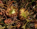 Rusty Dryandra (Dryandra ferruginea)