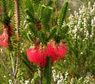 Swamp Bottlebrush (Beaufortia sparsa)