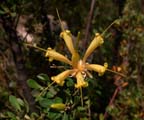 Many-flowered Honeysuckle (Lambertia multiflora ssp. darlingensis)