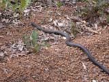 Brown Snake, Gwadar (Pseudonaja
                    nuchalis)