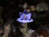 Blue Lady Orchid (Thelymitra crinita)