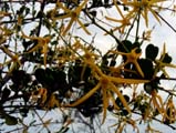 Yellow Tailflower (Anthocercis littorea)